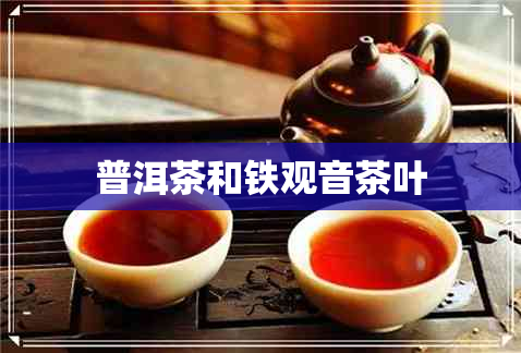 普洱茶和铁观音茶叶