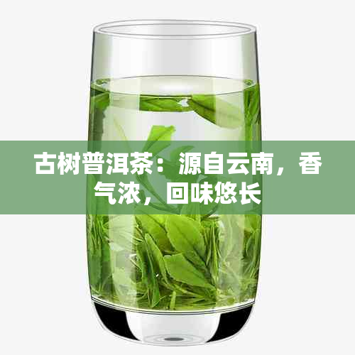 古树普洱茶：源自云南，香气浓，回味悠长