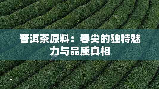 普洱茶原料：春尖的独特魅力与品质真相