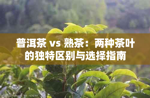 普洱茶 vs 熟茶：两种茶叶的独特区别与选择指南