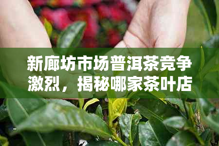 新廊坊市场普洱茶竞争激烈，揭秘哪家茶叶店的普洱茶最令人惊艳？