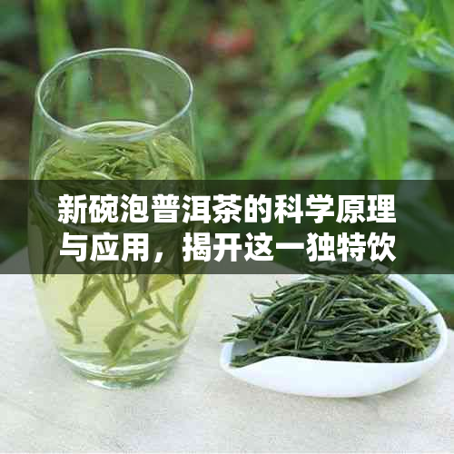 新碗泡普洱茶的科学原理与应用，揭开这一独特饮茶方式的秘密