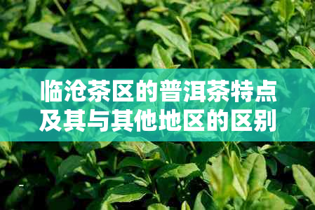 临沧茶区的普洱茶特点及其与其他地区的区别