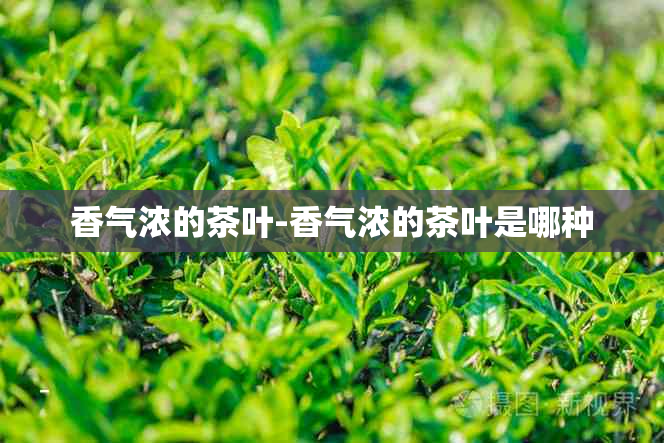 香气浓的茶叶-香气浓的茶叶是哪种