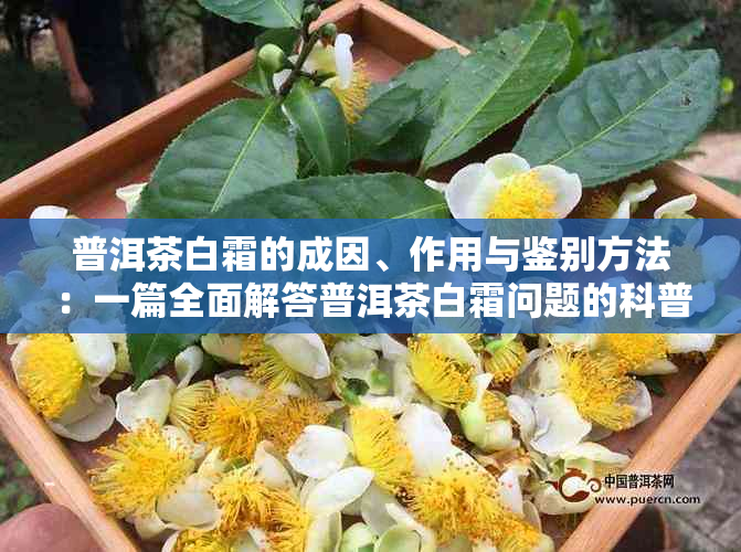 普洱茶白霜的成因、作用与鉴别方法：一篇全面解答普洱茶白霜问题的科普文章