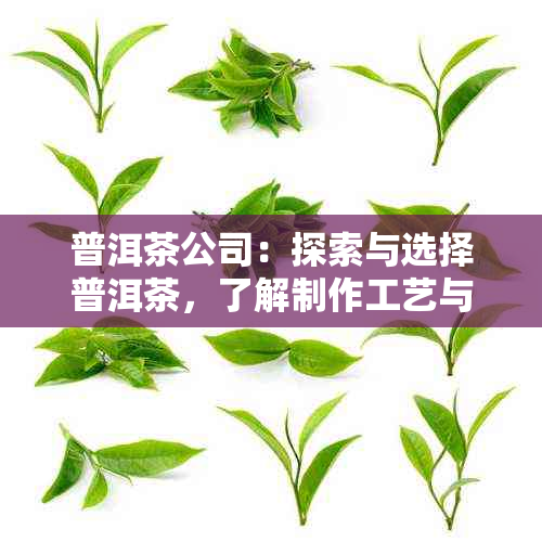 普洱茶公司：探索与选择普洱茶，了解制作工艺与品鉴技巧