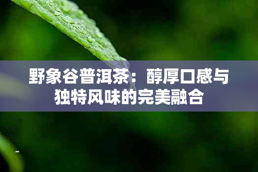 野象谷普洱茶：醇厚口感与独特风味的完美融合