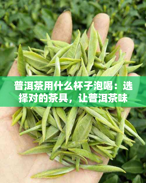 普洱茶用什么杯子泡喝：选择对的茶具，让普洱茶味道更醇厚