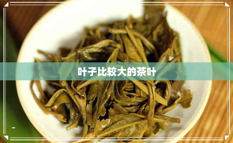 叶子比较大的茶叶