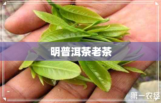 明普洱茶老茶