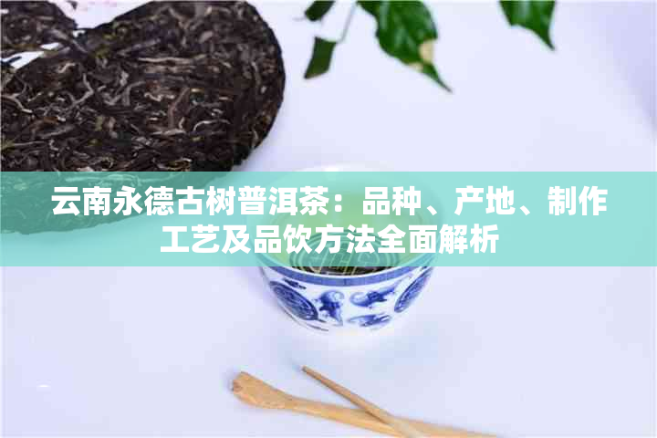 云南永德古树普洱茶：品种、产地、制作工艺及品饮方法全面解析