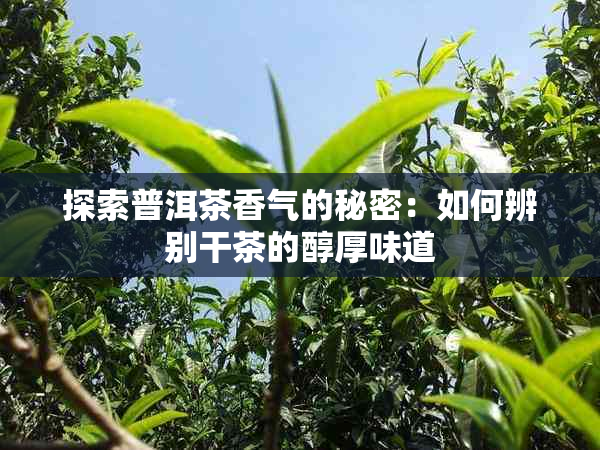 探索普洱茶香气的秘密：如何辨别干茶的醇厚味道