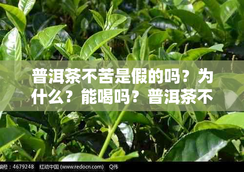 普洱茶不苦是假的吗？为什么？能喝吗？普洱茶不苦涩带甜好吗？