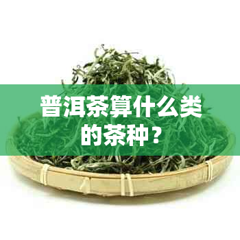 普洱茶算什么类的茶种？