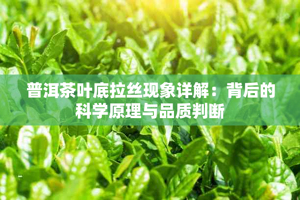 普洱茶叶底拉丝现象详解：背后的科学原理与品质判断