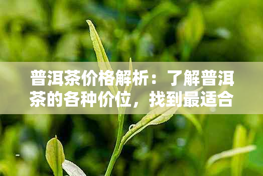 普洱茶价格解析：了解普洱茶的各种价位，找到最适合您的那一款