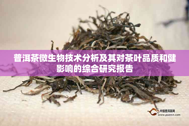 普洱茶微生物技术分析及其对茶叶品质和健影响的综合研究报告