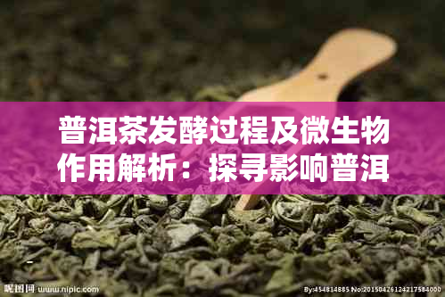 普洱茶发酵过程及微生物作用解析：探寻影响普洱茶品质的关键因素