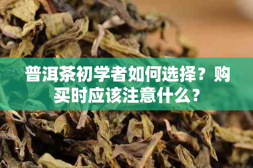 普洱茶初学者如何选择？购买时应该注意什么？