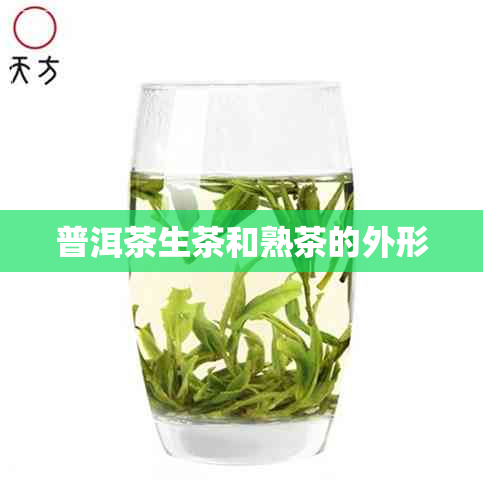 普洱茶生茶和熟茶的外形