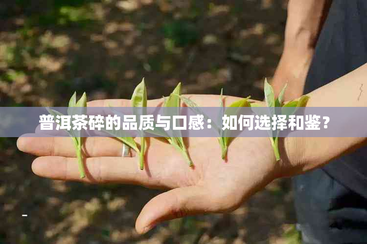 普洱茶碎的品质与口感：如何选择和鉴？