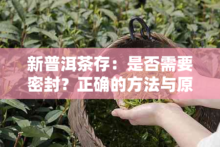 新普洱茶存：是否需要密封？正确的方法与原因解析