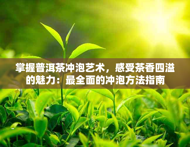 掌握普洱茶冲泡艺术，感受茶香四溢的魅力：最全面的冲泡方法指南