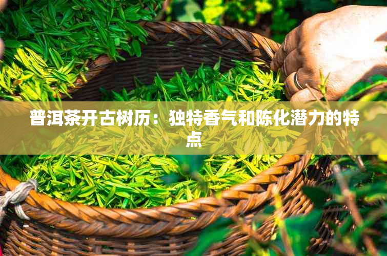 普洱茶开古树历：独特香气和陈化潜力的特点