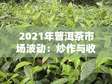 2021年普洱茶市场波动：炒作与收藏的较量