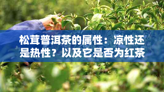 松茸普洱茶的属性：凉性还是热性？以及它是否为红茶和其相关功效