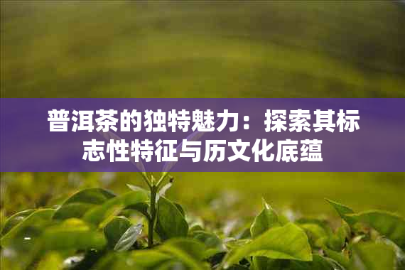 普洱茶的独特魅力：探索其标志性特征与历文化底蕴