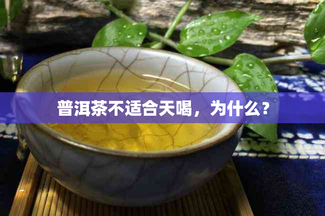 普洱茶不适合天喝，为什么？