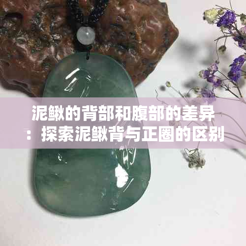 泥鳅的背部和腹部的差异：探索泥鳅背与正圈的区别