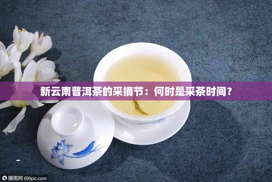 新云南普洱茶的采摘节：何时是采茶时间？