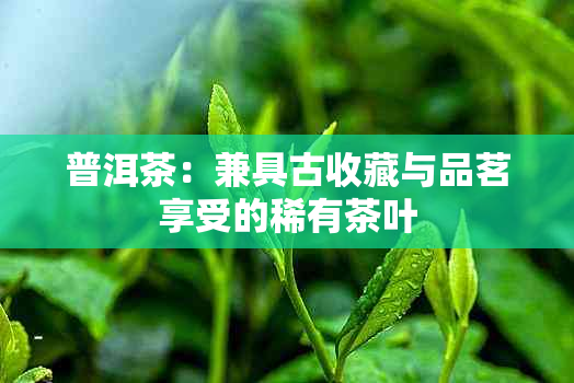 普洱茶：兼具古收藏与品茗享受的稀有茶叶