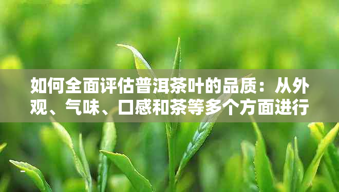 如何全面评估普洱茶叶的品质：从外观、气味、口感和茶等多个方面进行判断