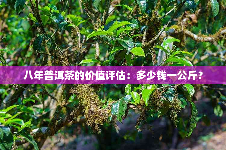 八年普洱茶的价值评估：多少钱一公斤？