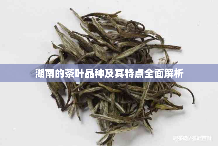 湖南的茶叶品种及其特点全面解析