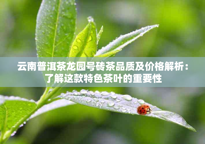 云南普洱茶龙园号砖茶品质及价格解析：了解这款特色茶叶的重要性