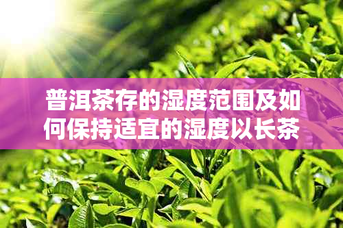 普洱茶存的湿度范围及如何保持适宜的湿度以长茶叶的保存期限