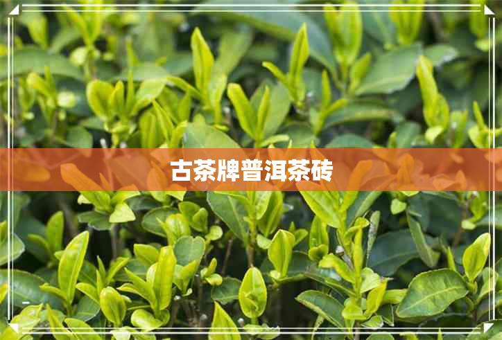 古茶牌普洱茶砖