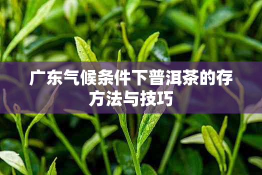 广东气候条件下普洱茶的存方法与技巧