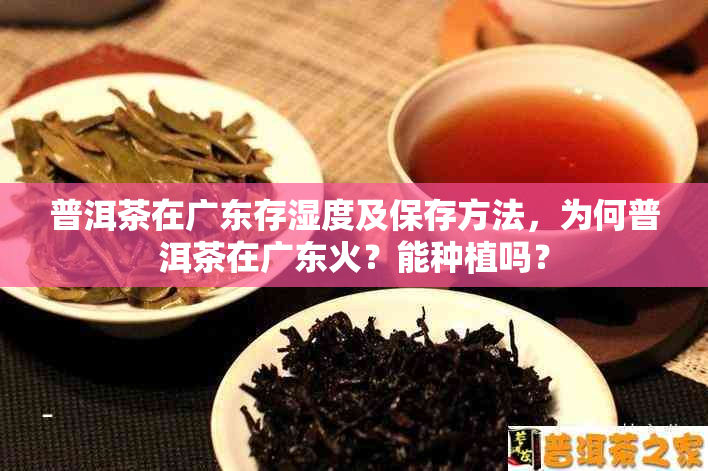 普洱茶在广东存湿度及保存方法，为何普洱茶在广东火？能种植吗？