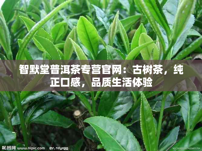 智默堂普洱茶专营官网：古树茶，纯正口感，品质生活体验