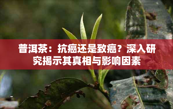 普洱茶：抗癌还是致癌？深入研究揭示其真相与影响因素