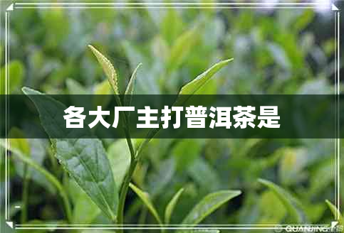 各大厂主打普洱茶是