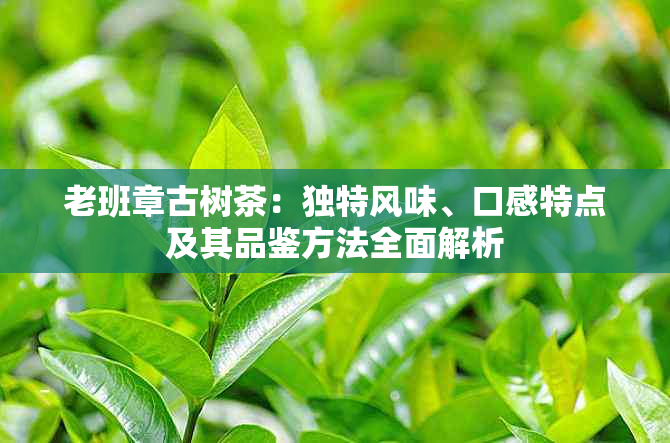 老班章古树茶：独特风味、口感特点及其品鉴方法全面解析