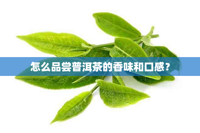 怎么品尝普洱茶的香味和口感？