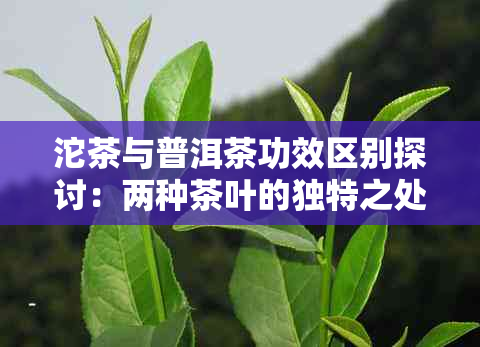 沱茶与普洱茶功效区别探讨：两种茶叶的独特之处