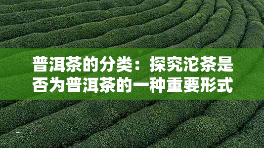 普洱茶的分类：探究沱茶是否为普洱茶的一种重要形式